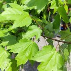 Javor červený (Acer rubrum) ‘OCTOBER GLORY’- výška 70-100 cm, kont. C5L 
